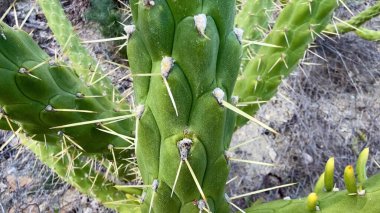 Yeşil yemyeşil bir kaktüsün doğal çöl habitatı ve ortamında güzel bir şekilde gelişmesinin yakın görüntüsü.