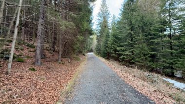 Bereketli sonbahar yapraklarıyla dolu ağaçların arasından huzurlu bir yol esiyor. Huzur arayan doğa aşıkları için mükemmel.