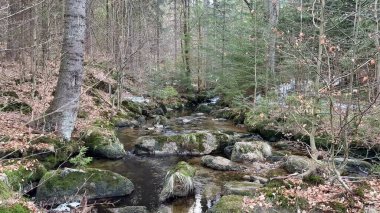 Huzurlu ve huzurlu bir akarsu. Yansıtıcı sular ve Mossled kayalar içeren yemyeşil bir ormanın içinden yavaşça akıyor.