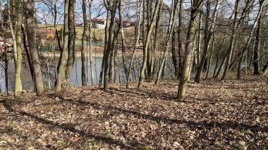 Güzel ağaçlarla ve yansıtıcı su kaynağıyla sakin bir manzara, doğa meraklıları için mükemmel.