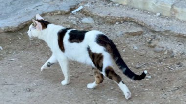 İki oyuncu kedi, doğal ve merak uyandırıcı meraklarını sergileyerek açık alanda özgürce dolaşıyorlar.