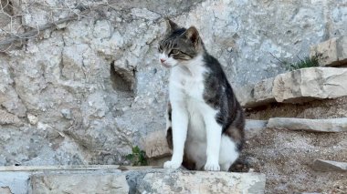 Huzurlu bir kedi kayalık basamaklarda oturuyor, doğal bir arka planla çevrili. Doğa ve hayvan severler için mükemmel..