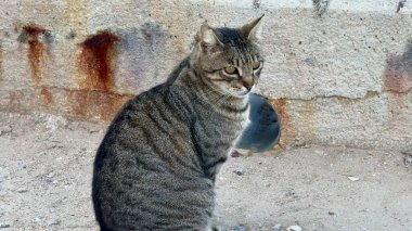 Düşünceli bir tekir kedi sessizce oturur, etrafa bakar ve çarpıcı, güzel çizgili kürkünü gösterir.