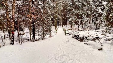 Huzurlu ve sakin karlı bir patika. Resimli ve sakin bir kış ormanı sahnesinde yavaşça yol alıyor.