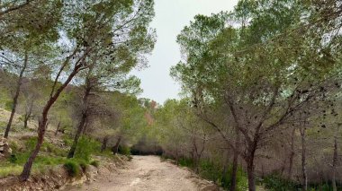 Doğayla dolu canlı ve yemyeşil bir ormanda esen huzurlu ve sakin bir yolu keşfetmek için zaman ayırın.