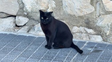 Huzurlu ve büyüleyici bir siyah kedi, taş duvarın yakınındaki kaldırımda huzur içinde dinleniyor, sükunet saçıyor.