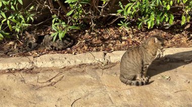 Neşeli ve sevimli kediler, yemyeşil ve sıcak güneş ışığı arasında huzur içinde uzanırken görülebilir.