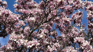 Canlı manolya çiçekleri, parlak mavi gökyüzüne karşı güzel bir şekilde sergilenir.