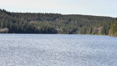 Sakin ve sakin bir göl. Engin, berrak mavi gökyüzünün altında canlı, yemyeşil ormanlar arasında güzel bir yuva kurmuş.