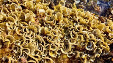 Kayalık bir deniz yatağında dinlenen sarmal deniz kabuklarının yakın görüntüsü çeşitli bir deniz yaşamını canlı bir şekilde gösteriyor.