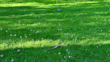 Huzurlu bir park sahnesinde yemyeşil çimenler, canlı kır çiçekleri ve bölgeyi keşfeden meraklı bir kuş yer alıyor.