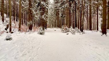 Çam ormanlarında karla kaplı sakin bir patika, kış aktiviteleri ve yansıma anları için mükemmel.