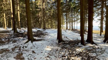 Sakin ve sakin bir kış ormanı sahnesi karla kaplı zemini ve görkemli çam ağaçlarını gözler önüne seriyor.