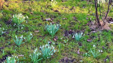 Canlı kar damlalarının güzel bir görüntüsü yemyeşil bir bahar bahçesinde gelişiyor.