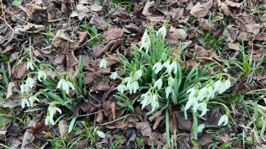 Düşen yaprakların arasından narin kardamlaları süzüp bahar mevsiminin güzel gelişini müjdeliyor.