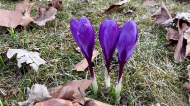 Güzel ve canlı mor kır çiçekleri ilkbaharın başlarında dökülen yaprakların arasından zarif bir şekilde ortaya çıkıyor.
