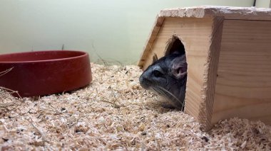 Çinçilla tuhaf bir şekilde ahşap evinden gizlice bakar, neşeli doğasını rahat bir ortamda sergiler..