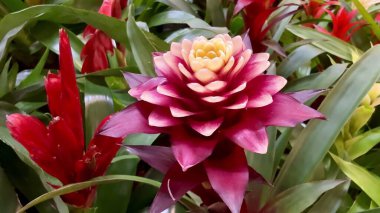 Canlı ve renkli bir çiçek, yemyeşil yaprakların arasında güzel bir şekilde yakalandı, büyüleyici doğal güzellikler sergiliyor.