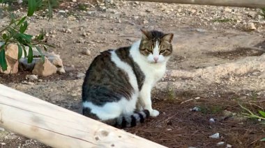Büyüleyici ve büyüleyici bir kedi, yeşillik dolu güzel doğal bir arka planda zarafetle oturuyor.