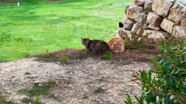 İki kedi, biri kahverengi ve biri turuncu, yeşil bir zeminde, taş bir duvarın yanında, sıcak güneş ışığının tadını çıkarıyorlar.