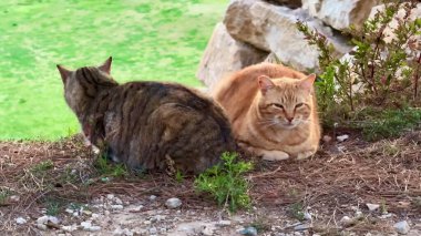 İki sevimli kedinin, yemyeşil bir ortamda huzur içinde dinlendiği huzurlu manzaranın tadını çıkarın.