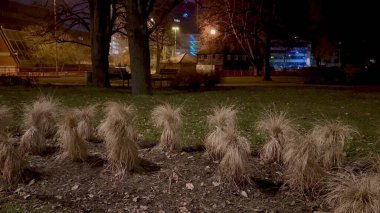 Huzurlu ve huzurlu bir gece parkı sahnesi. Şehir ışıklarıyla hafifçe aydınlatılan güzel otların yer aldığı.