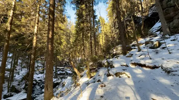 Yüksek ağaçlar arasında karla kaplı bir yol içeren sakin bir kış sahnesi, doğa severler için ideal..