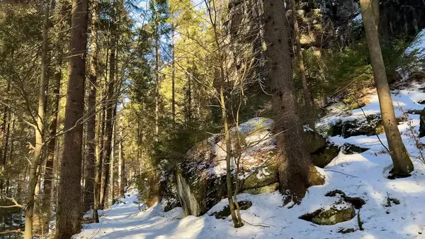Sakin bir kış sahnesinde karlı bir orman yolu uzun ağaçlar ve güneş ışığının içinden süzüldüğü.