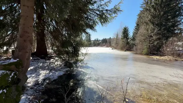 Sakin ve sakin bir kış sahnesi donuk bir göleti gözler önüne seriyor, açık mavi gökyüzünün altında uzun çam ağaçlarıyla çevrili.