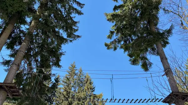 Asılı bir köprünün nefes kesen manzarası. Parlak mavi bir gökyüzünün altında iki yüksek ağacı birbirine bağlıyor.