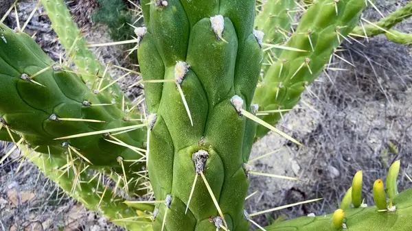 Yeşil yemyeşil bir kaktüsün doğal çöl habitatı ve ortamında güzel bir şekilde gelişmesinin yakın görüntüsü.