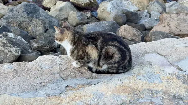 Huzurlu ve sakin bir kedi, suyun yanındaki kayalıklarda dinlenir ve huzurlu bir sahil anını yakalar.