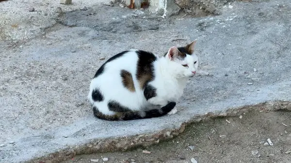 Güzel desenleri olan büyüleyici bir kedi, sakin bir açık hava ortamında, taştan bir yolda dinleniyor.