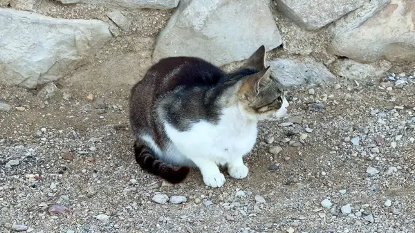 Yumuşak kuyruklu sevimli bir evcil kedi taş duvarın yanındaki çakıllı bir yüzeyde huzur içinde dinleniyor.