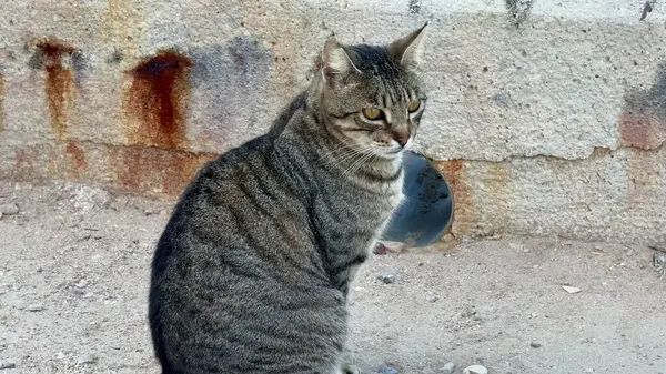 Düşünceli bir tekir kedi sessizce oturur, etrafa bakar ve çarpıcı, güzel çizgili kürkünü gösterir.
