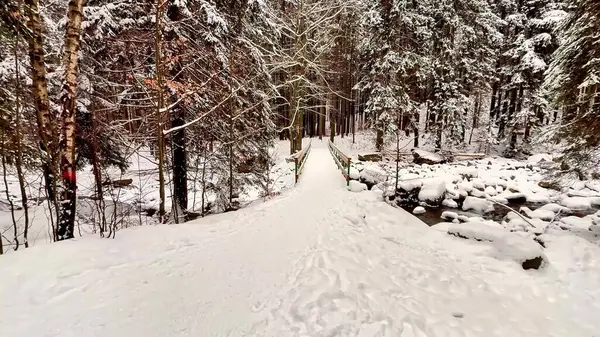 Huzurlu ve sakin karlı bir patika. Resimli ve sakin bir kış ormanı sahnesinde yavaşça yol alıyor.