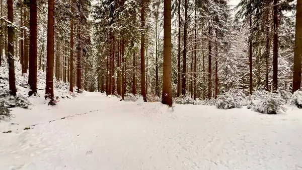 Karla kaplı ladin ormanı. Panoramik manzara. Yüksek kalite 4k görüntü