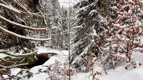 Huzurlu, sakin, karlı bir orman manzarası. Kış manzaralarının huzurlu özünü güzel bir şekilde yansıtıyor.