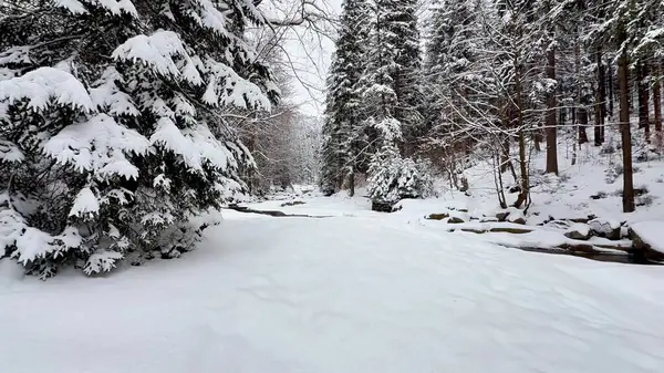 Sakin bir kış sahnesi, ağaçlarla sarmalanmış karla kaplı güzel bir patikayı gözler önüne seriyor. Mevsimlik temalar için ideal.
