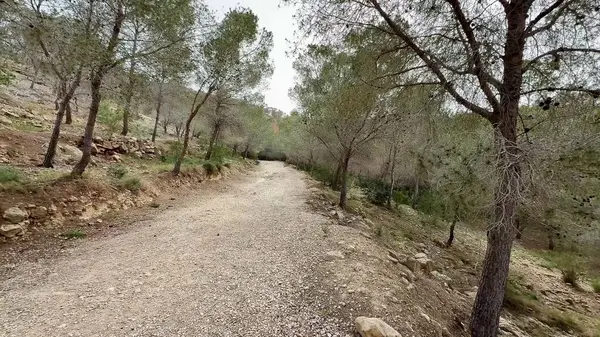 Ağaçlar ve çakıllarla kaplı, doğa yürüyüşleri ve rahatlama için mükemmel sakin bir orman yolu keşfet..