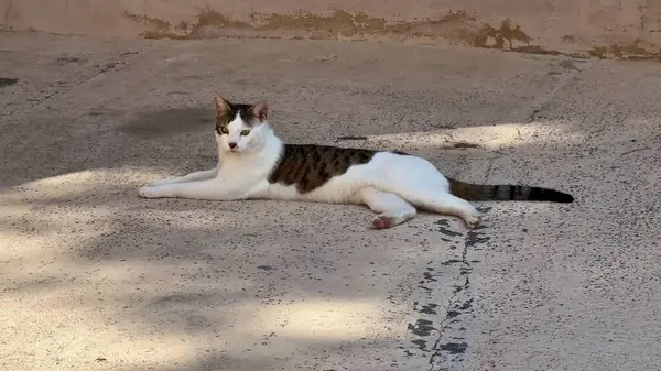 Huzurlu bir kedi güneşli bir günün tadını çıkarırken dışarıda beton bir zeminde dinleniyor.