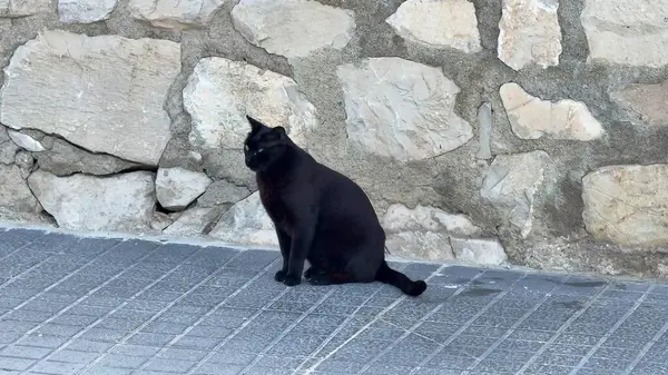 Zarif, siyah bir kedi, taş bir duvarın yakınındaki kaldırımda zarif bir şekilde oturur ve çarpıcı siluetini sergiler..