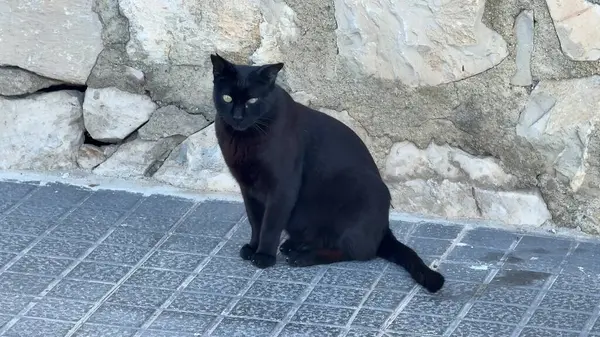 Huzurlu ve büyüleyici bir siyah kedi, taş duvarın yakınındaki kaldırımda huzur içinde dinleniyor, sükunet saçıyor.