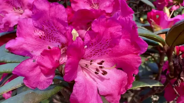 Parlak pembe rhododendron çiçeklerinin çarpıcı yakın plan görüntüsü ve her yerde yemyeşil yapraklar var.