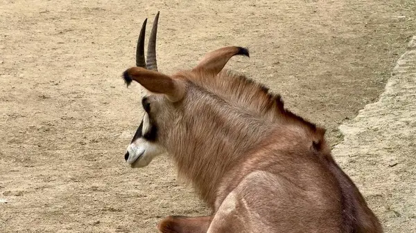 Zarif bir antilop, görkemli ve etkileyici boynuzlarını sergileyerek kumlu bir ortamda huzur içinde dinlenir.