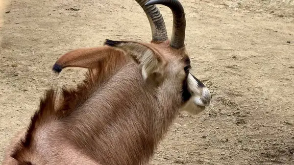 Bir antilop etkileyici boynuzlarını ve zarif duruşunu güzel bir şekilde sergiliyor sakin ve sakin bir ortamda.