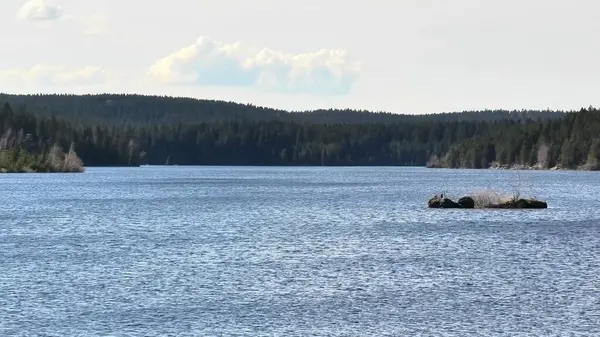 Güneşli bir günde sakin suları ve canlı yeşil ormanları gösteren nefes kesici sakin bir göl manzarası.