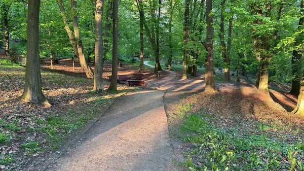 Huzurlu bir ormanın içindeki yemyeşil, yemyeşil ve dingin bir patikayı keşfetmek için bir yolculuğa çıkın.