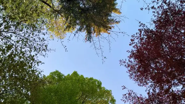 Bereketli yeşil ağaçlar berrak ve güzel mavi gökyüzünün altında huzurlu ve huzurlu bir atmosfer yaratıyor.