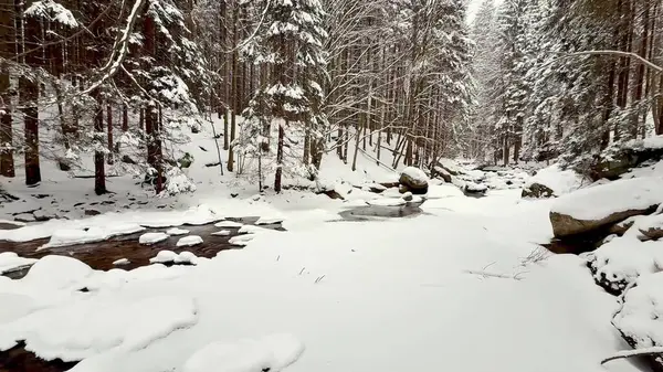 Kış ormanı nehri. Yüksek kalite 4k görüntü